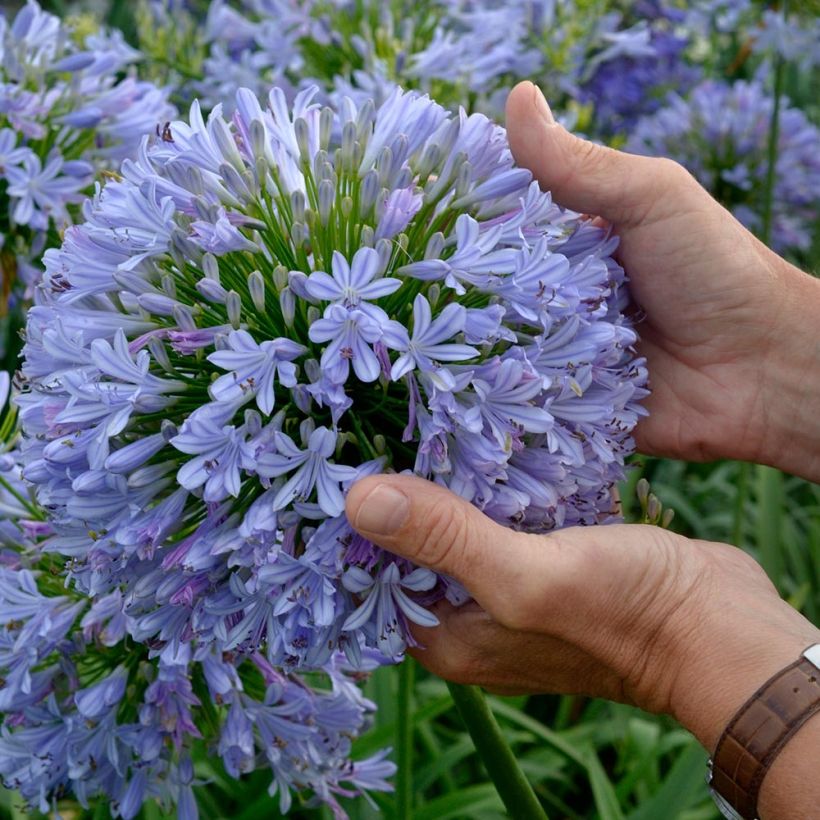 Agapanthus Blue Infinity - Schmucklilie (Flowering)