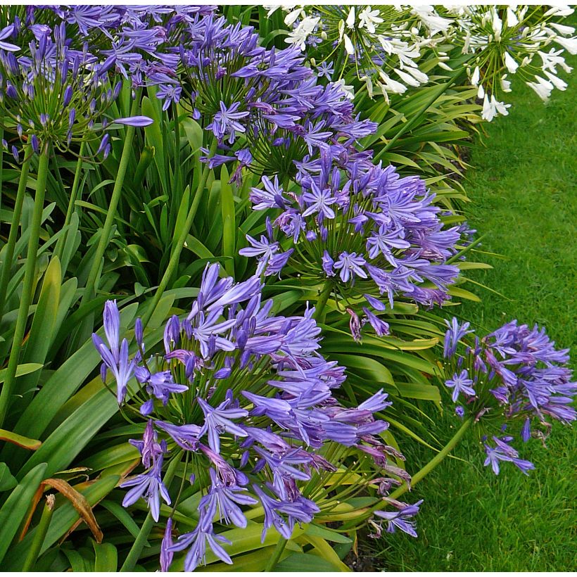 Agapanthus Blue Triumphator - Schmucklilie (Wuchs)