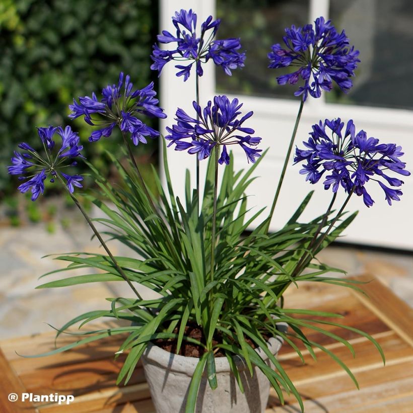 Agapanthus Brilliant Blue - Schmucklilie (Wuchs)