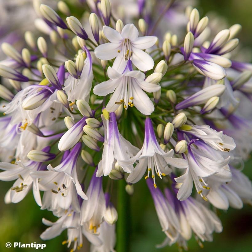 Agapanthus Fireworks - Schmucklilie (Flowering)