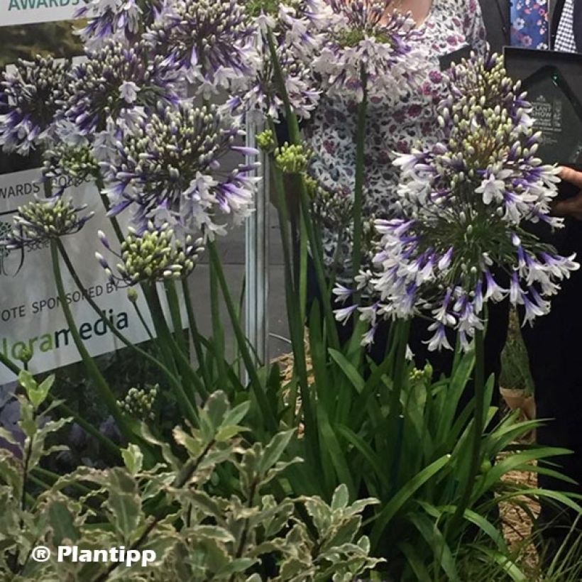 Agapanthus Fireworks - Schmucklilie (Plant habit)