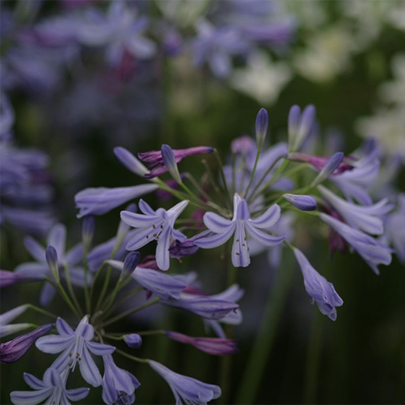 Agapanthus Lapis Lazuli - Schmucklilie (Flowering)