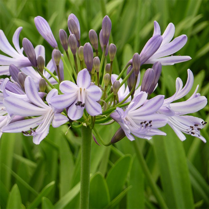 Agapanthus Megan's Mauve - Schmucklilie (Flowering)