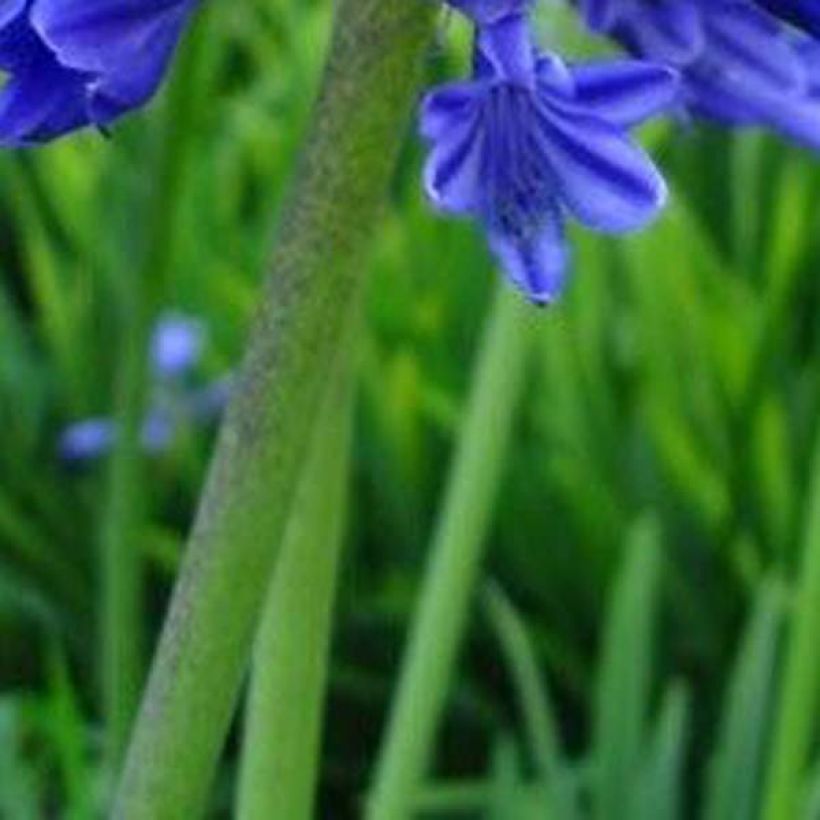 Agapanthus Midnight Blue - Schmucklilie (Laub)