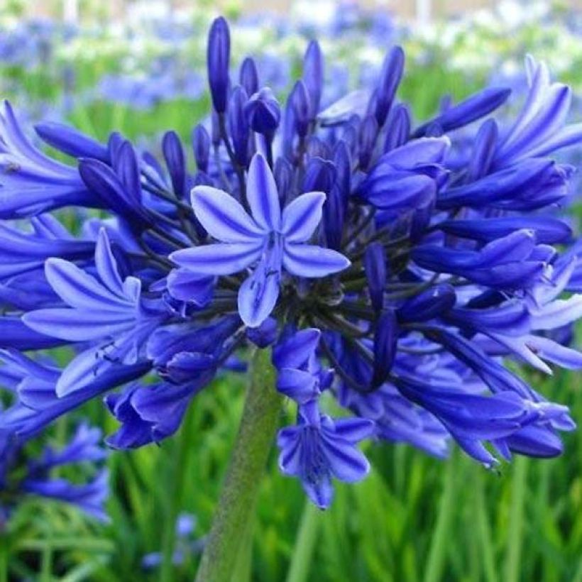 Agapanthus Midnight Blue - Schmucklilie (Blüte)