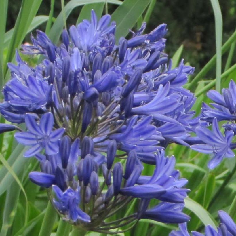 Agapanthus Navy Blue - Schmucklilie (Flowering)