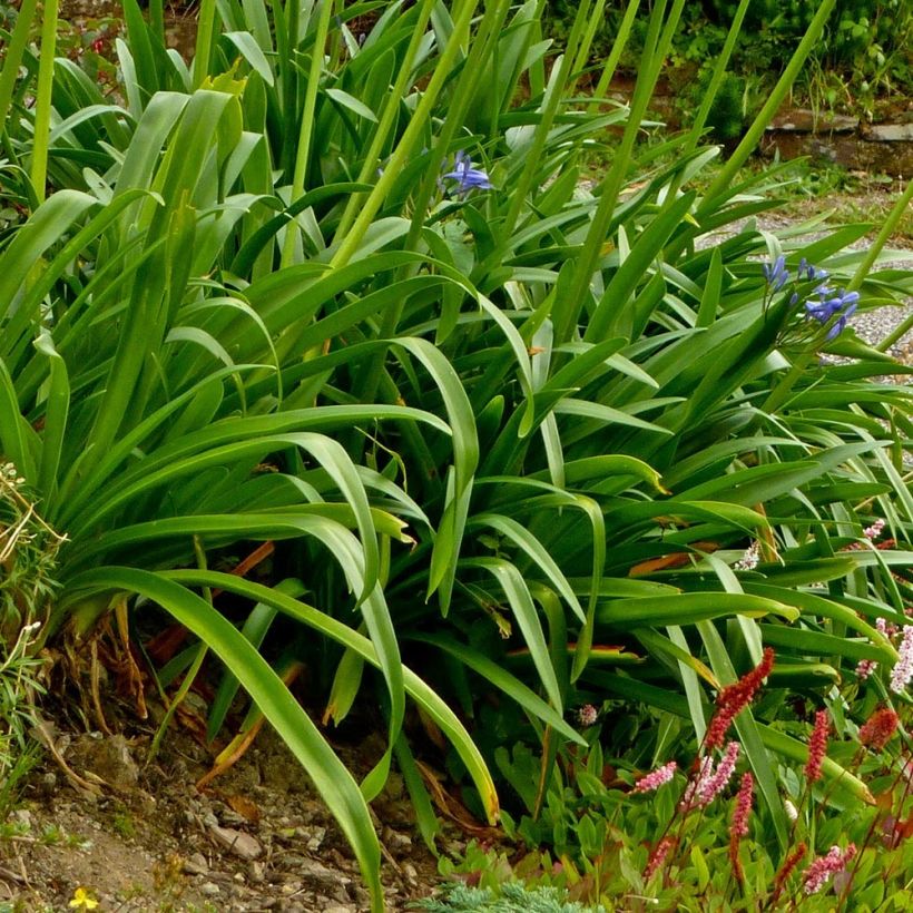 Agapanthus Pretty Sandy - Schmucklilie (Foliage)