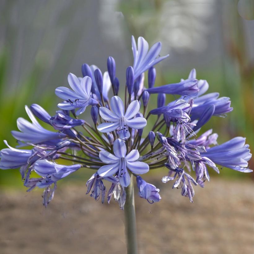 Agapanthus Pretty Sandy - Schmucklilie (Flowering)