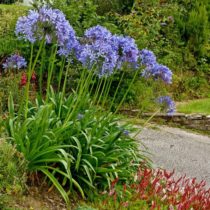 Agapanthus Pretty Sandy - Schmucklilie (Plant habit)