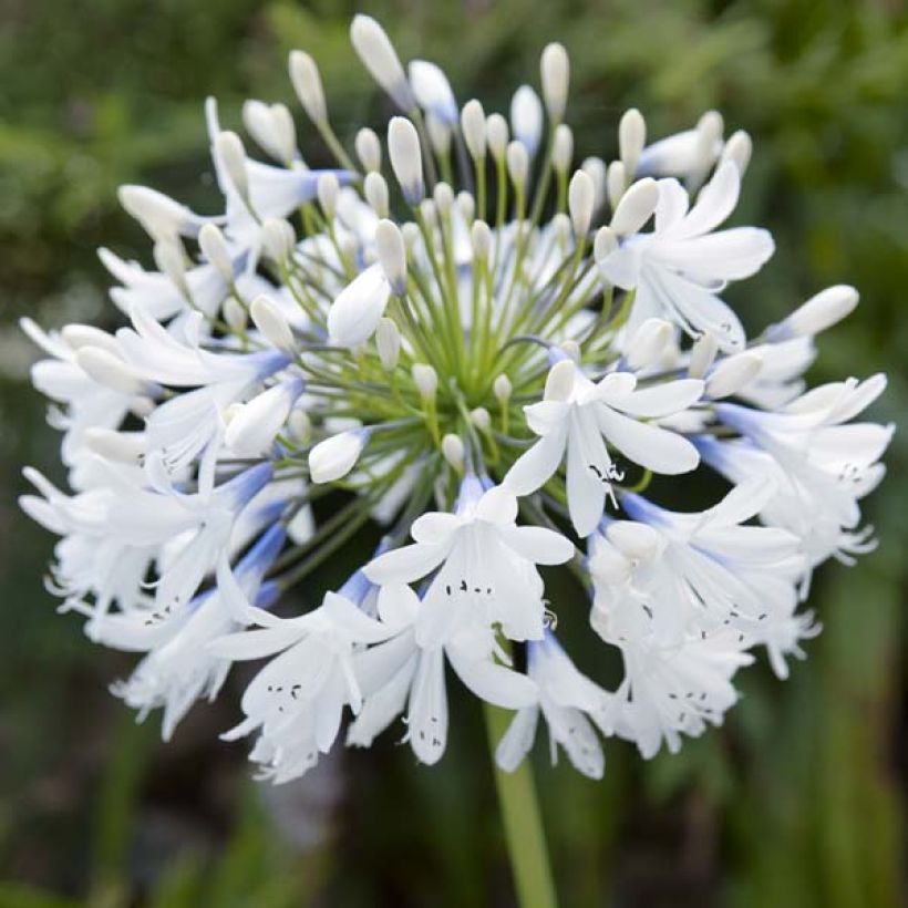 Agapanthus Queen Mum - Schmucklilie (Flowering)