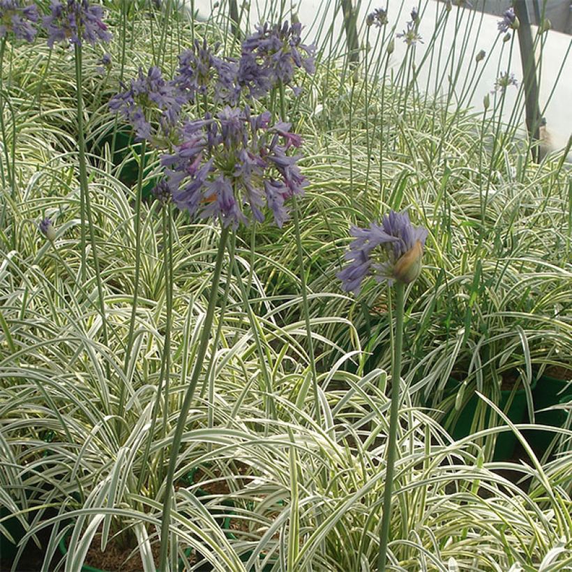 Agapanthus Silver Moon - Schmucklilie (Wuchs)