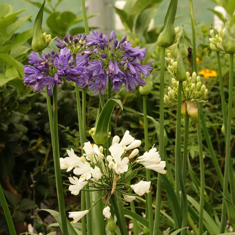 Agapanthus Three Sisters Mix - Schmucklilie (Blüte)
