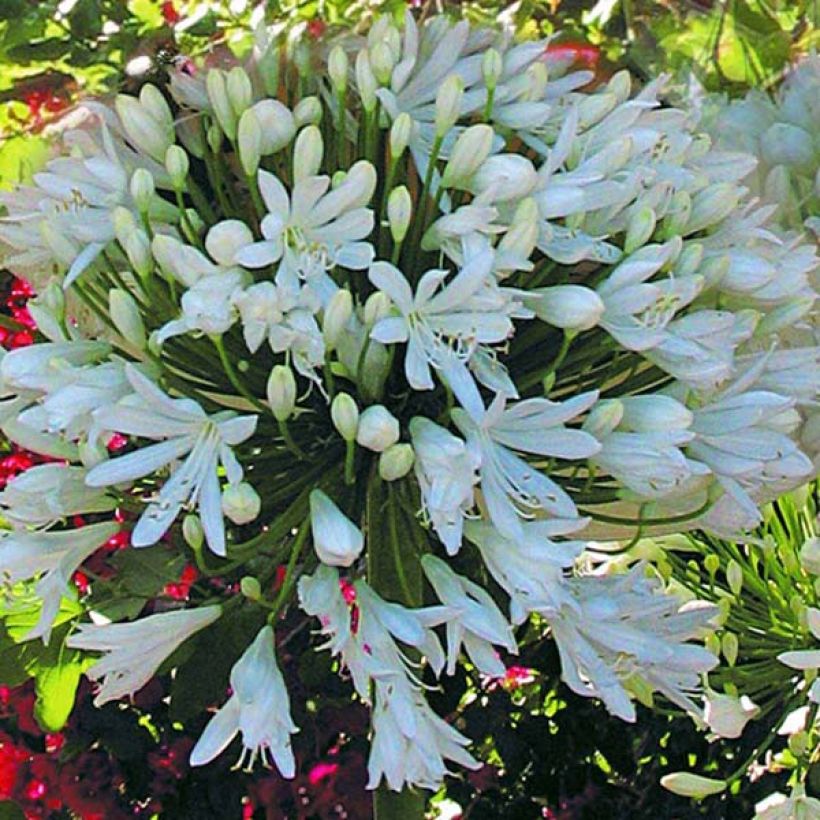 Agapanthus White Heaven - Schmucklilie (Flowering)