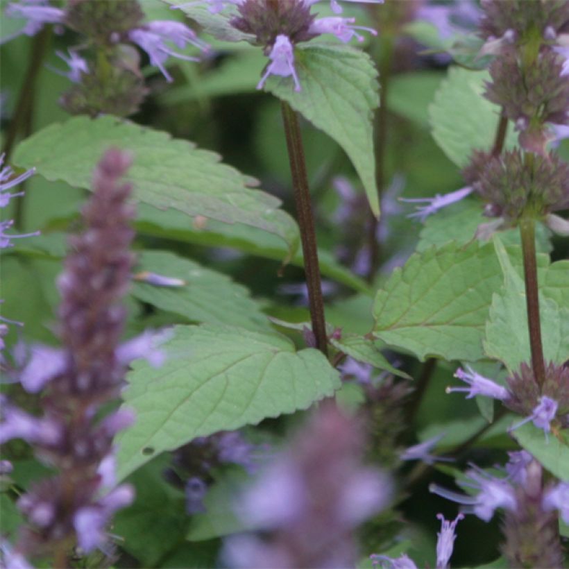 Agastache rugosa After Eight - Duftnessel (Foliage)