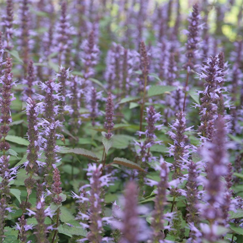 Agastache rugosa After Eight - Duftnessel (Flowering)