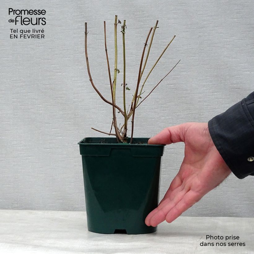 Exemplar von Agastache foeniculum Black Adder - Duftnessel Topf mit 2L/3L wie im Winter geliefert