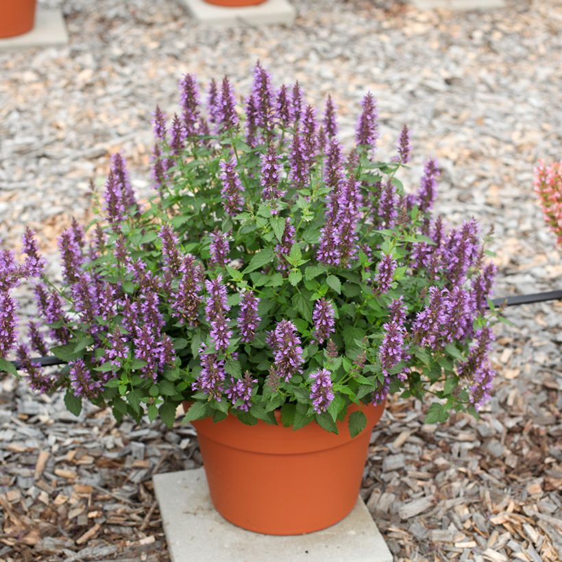 Agastache foeniculum Celestia - Hysope anisée (Wuchs)