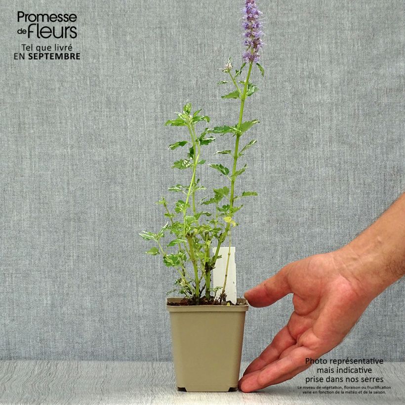 Exemplar von Agastache Crazy Fortune - Duftnessel Kleine Töpfe von 8/9 cm wie im Herbst geliefert