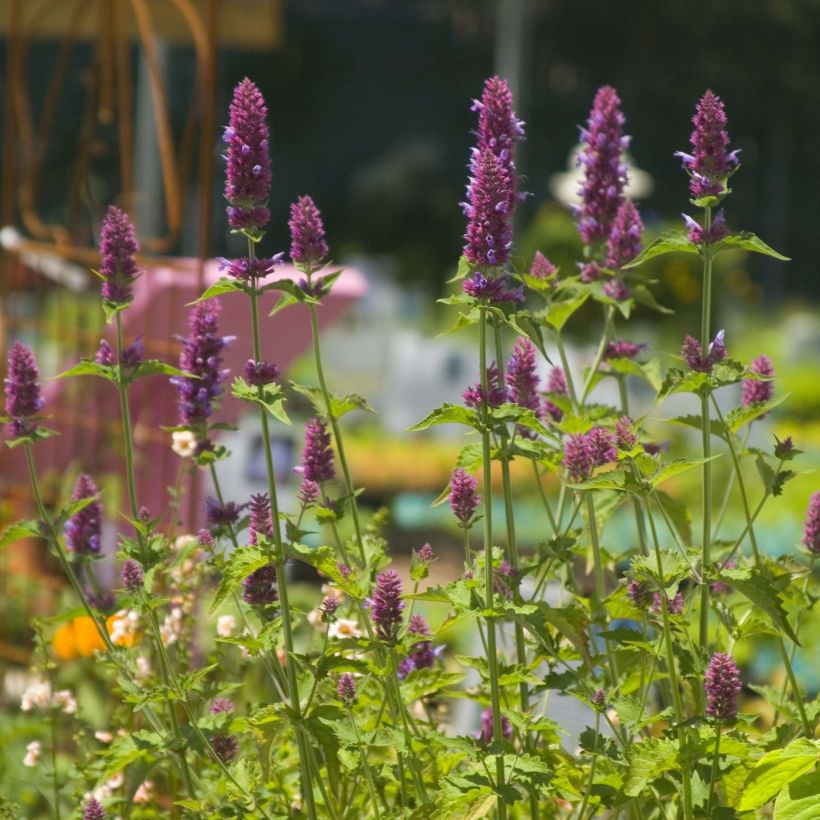 Agastache Globetrotter - Duftnessel (Flowering)
