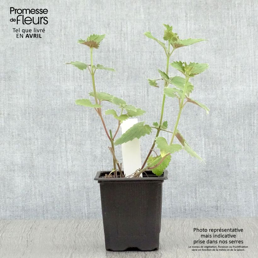 Example of Agastache Globetrotter - Duftnessel Kleine Töpfe von 8/9 cm as you get in printemps