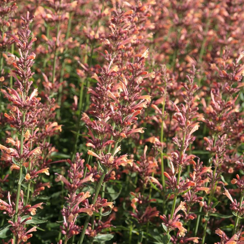 Agastache Kolibri - Duftnessel (Flowering)
