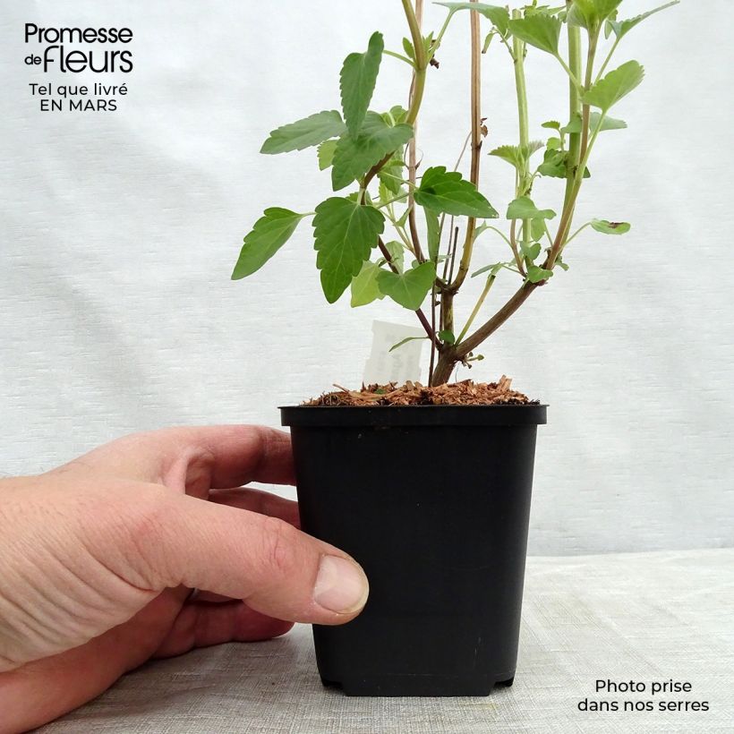 Example of Agastache Kolibri - Duftnessel Kleine Töpfe von 8/9 cm as you get in printemps