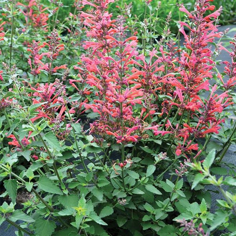 Agastache Kudo's Coral - Duftnessel (Wuchs)
