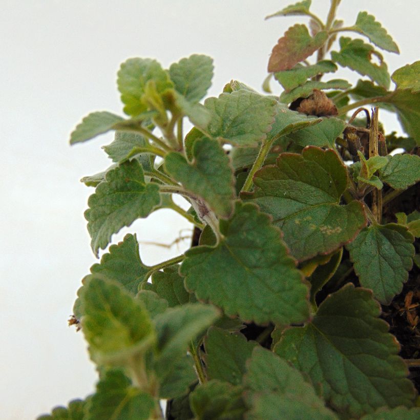 Agastache Kudo's Coral - Duftnessel (Laub)