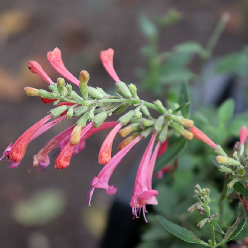 Agastache Kudo's Coral - Duftnessel (Blüte)