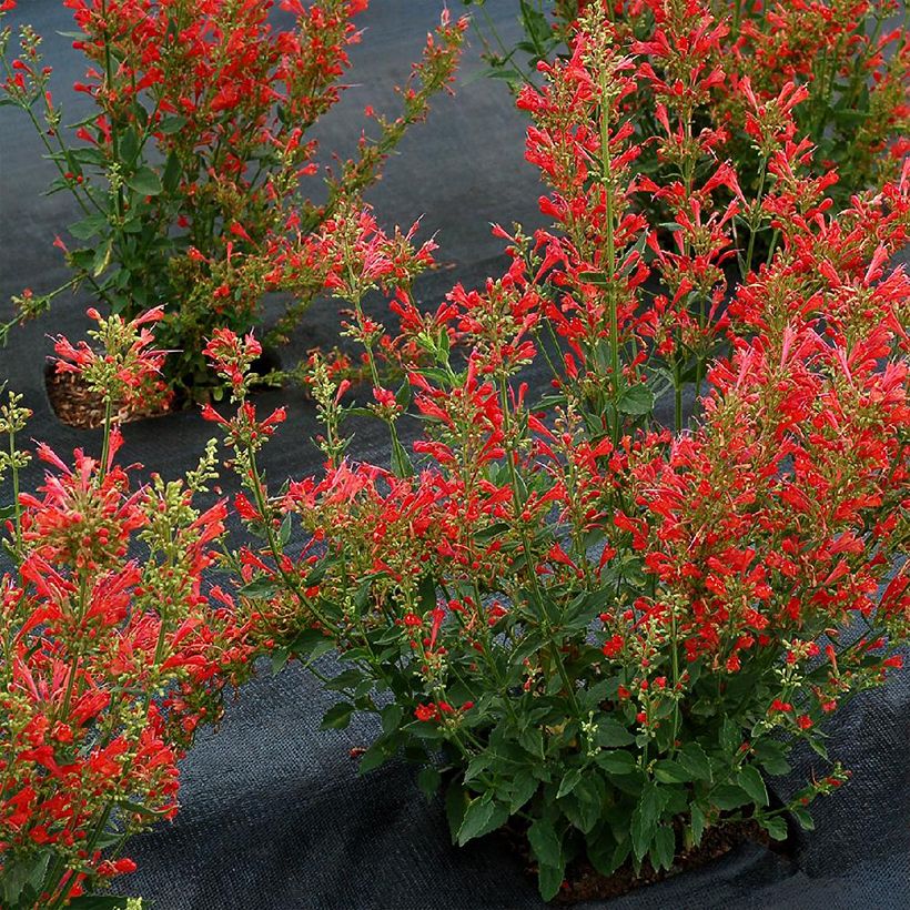 Agastache Kudos Red - Duftnessel (Wuchs)