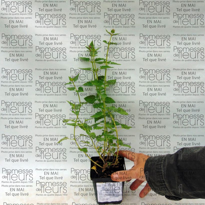 Beispiel eines Exemplars von Agastache Kudos Silver Blue - Duftnessel Kleine Töpfe von 8/9 cm wie geliefert