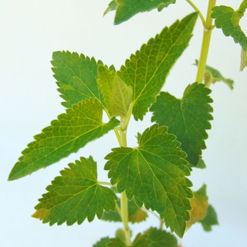 Agastache Serpentine - Duftnessel (Foliage)