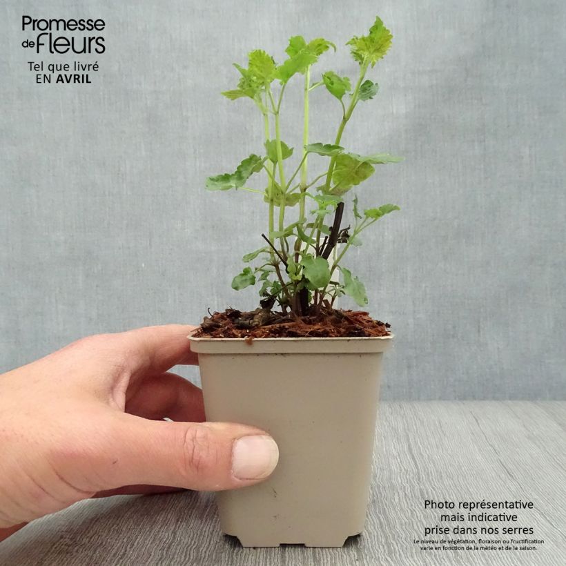 Example of Agastache Serpentine - Duftnessel Kleine Töpfe von 8/9 cm as you get in printemps