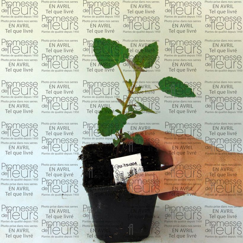 Example of Agastache Summer Sunset - Duftnessel Kleine Töpfe von 8/9 cm as you get