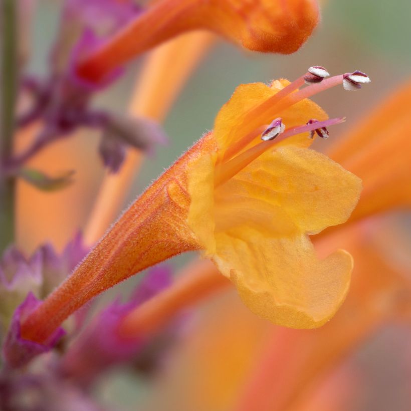 Agastache aurantiaca Apricot Sprite - Duftnessel (Blüte)