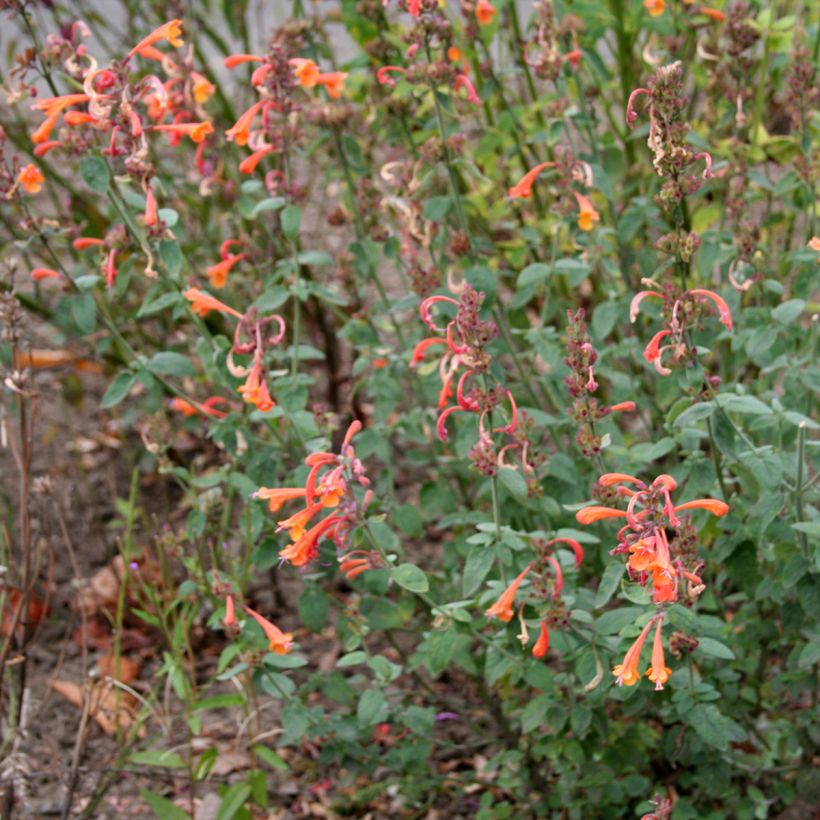 Agastache aurantiaca Apricot Sprite - Duftnessel (Wuchs)