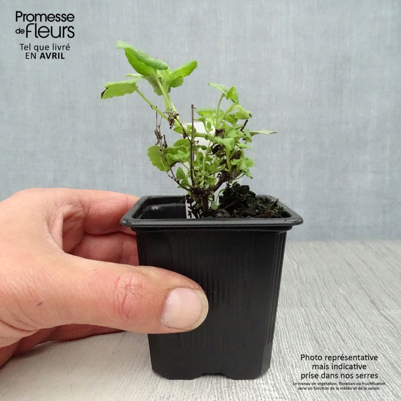 Example of Agastache aurantiaca Tango - Duftnessel Kleine Töpfe von 8/9 cm as you get in printemps