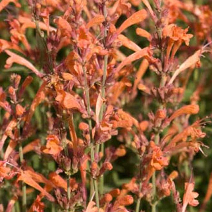 Agastache barberi Firebird - Duftnessel (Flowering)