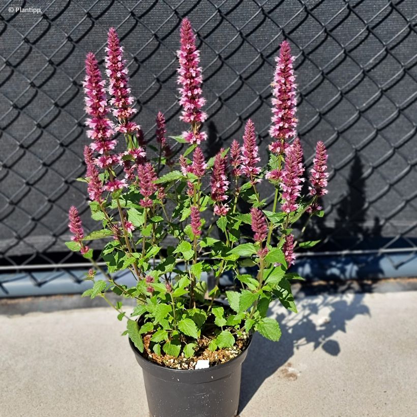 Agastache Beelicious Pink - Duftnessel (Plant habit)