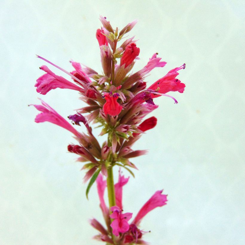 Agastache mexicana Red Fortune - Duftnessel (Flowering)