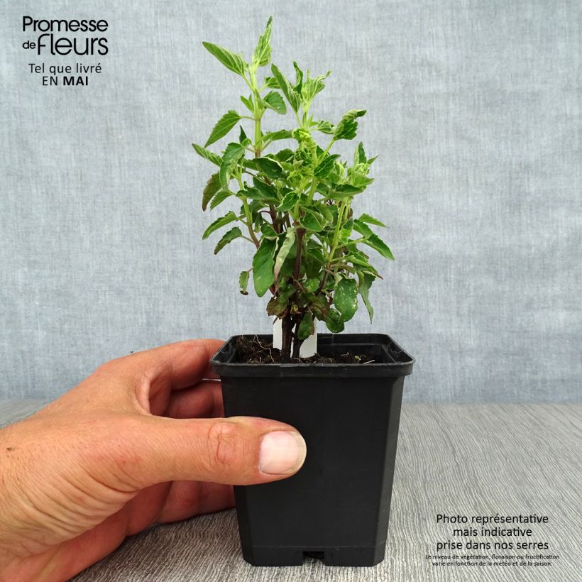 Example of Agastache mexicana Red Fortune - Duftnessel Kleine Töpfe von 8/9 cm as you get in printemps