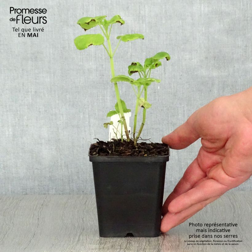 Example of Agastache nepetoides Fuji no Yuki - Duftnessel Kleine Töpfe von 8/9 cm as you get in printemps