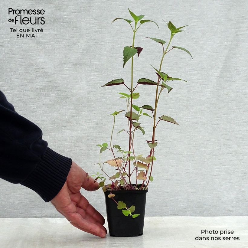 Example of Agastache rugosa After Eight - Duftnessel Kleine Töpfe von 8/9 cm as you get in printemps