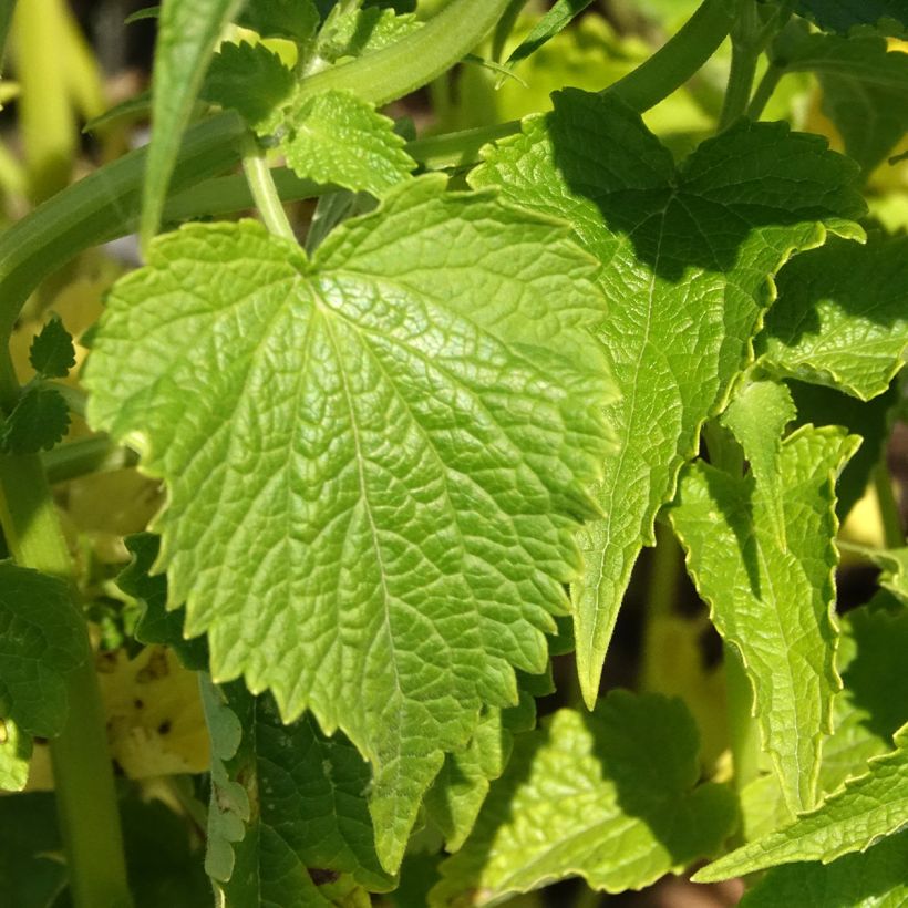 Agastache rugosa Alabaster (Samen) - Duftnessel (Laub)