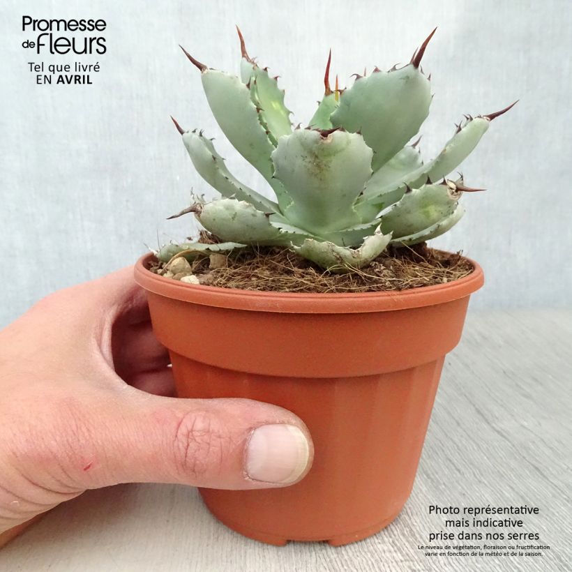 Example of Agave Kikijokan Topf 12 cm / 13 cm as you get in printemps