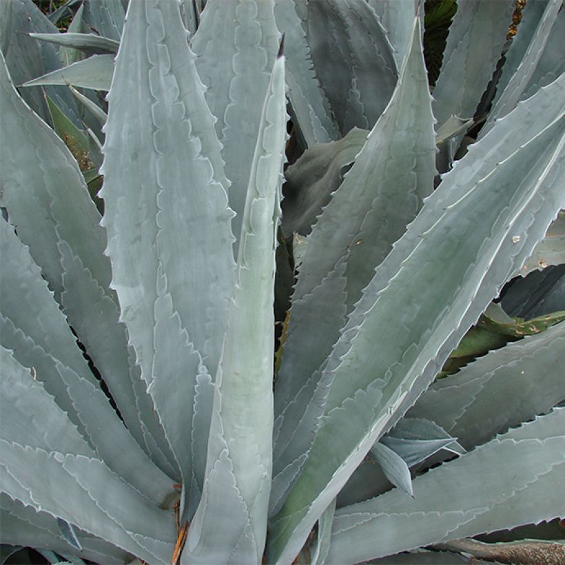 Agave americana - Amerikanische Agave (Foliage)