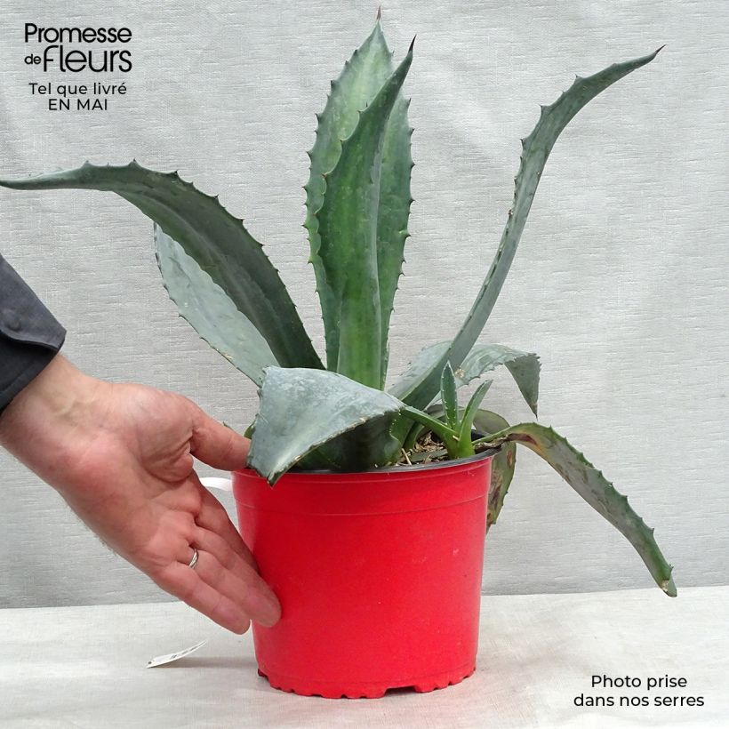 Example of Agave americana - Amerikanische Agave Topf mit 3L/4L as you get in printemps