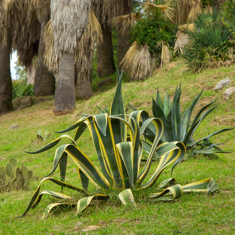 Agave americana Variegata - Amerikanische Agave (Wuchs)