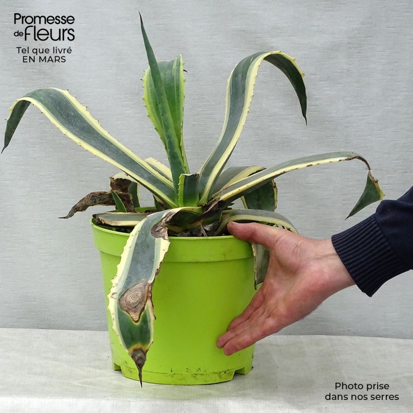 Exemplar von Agave americana Variegata - Amerikanische Agave Topf mit 7,5L/10L wie im Frühjahr geliefert