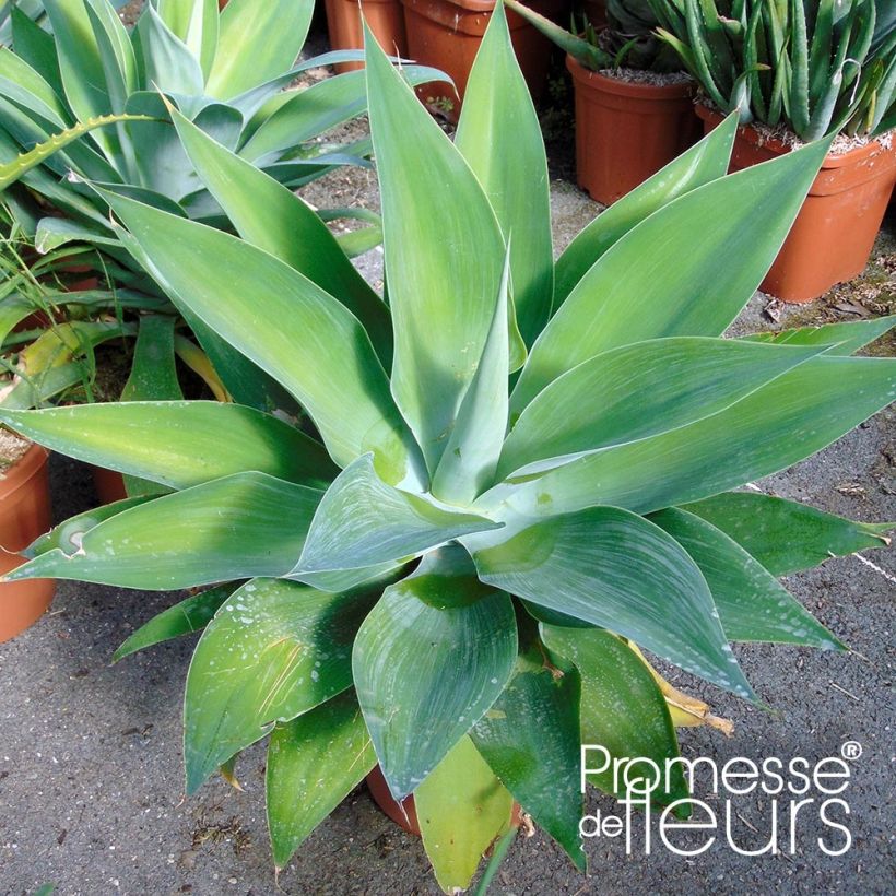 Agave attenuata - Drachenbaum-Agave (Foliage)